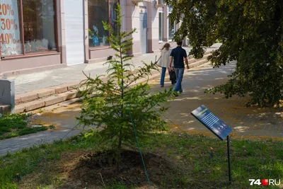 Лиственница даурская, или Гмелина