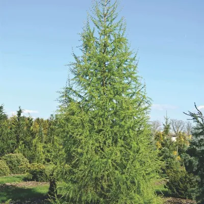 MW0001043, Larix dahurica (Лиственница даурская), specimen