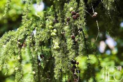 Модрина європейська 2 річна, Лиственница европейская, Larix decidua:  продажа, цена в Ивано-Франковске. Саженцы декоративных деревьев и  кустарников от \"Декофлора - Виробництво і продаж декоративних рослин\" -  1358112637