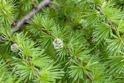 Larix gmelinii (Rupr.) Rupr. - Лиственница Гмелина