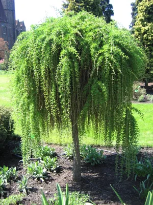 Лиственница плакучая на штамбе (Larix decidua Pendula) - Diamond Garden