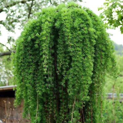 Лиственница европейская (Larix decidua Puli) на штамбе, цена в Перми от  компании Питомник Макаровых