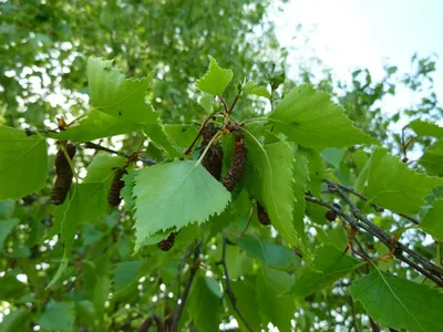 Лиственные деревья украины фото фото