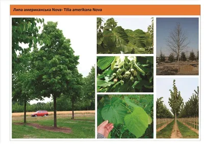 Шелковица (Morus) - Лиственные деревья Буква «Ш» - цветочный портал Ваш Сад