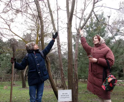 Ω Купить лиственные деревья: саженцы яблони в Украине, декоративных деревьев  | bcsad.com.ua
