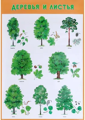 Высокорослые лиственные деревья — купить саженцы, корневища в Украине:  цена, отзывы на ROZETKA