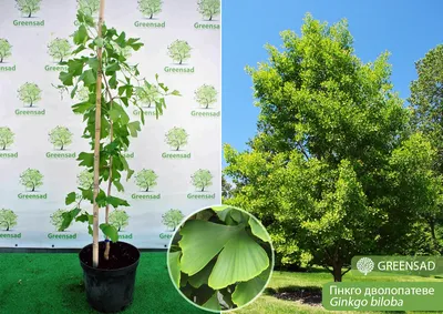 Сумах оленерогий (Rhus typhina) – Лиственные деревья Буква «С» - цветочный  портал Ваш Сад!