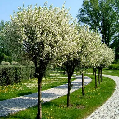 Клекачка перистая, staphylea pinnata