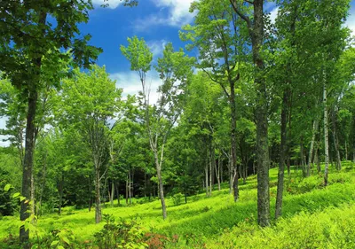 Лиственный лес летом фотография Stock | Adobe Stock