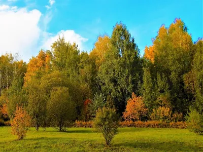 лиственный лес на рогах весной Стоковое Изображение - изображение  насчитывающей сезон, флористическо: 215650023