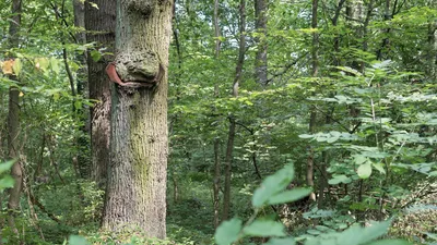 Осенний лиственный лес деревьями , …» — создано в Шедевруме