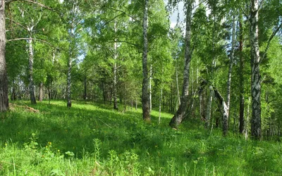 Дерево Лиственный Лес Зелень Ствол - Бесплатное фото на Pixabay - Pixabay