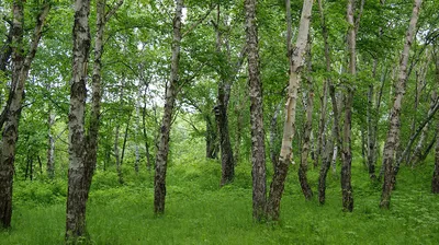 Лиственные леса | это... Что такое Лиственные леса?