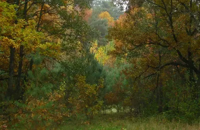 Летний Зеленый Лиственный Лес Дерево Древесина. Трава Фотография, картинки,  изображения и сток-фотография без роялти. Image 53515710