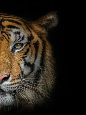 Лицо тигра на фото фото