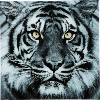черный фон показывающий лицо изображения тигров, картина тигр фон картинки  и Фото для бесплатной загрузки