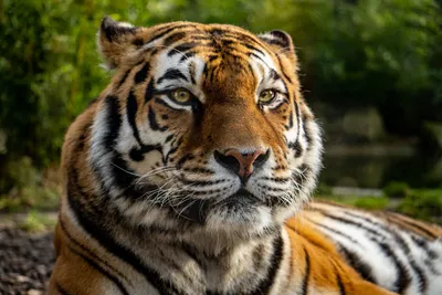 Портрет тигра - картинки и фото koshka.top