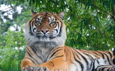 Лицо тигра рисунок - 47 фото
