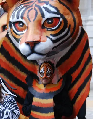 лицо тигра стоковое изображение. изображение насчитывающей конструкция -  219202839