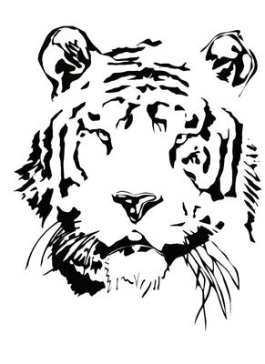 Рисунок белого тигра, эскиз тигра, белый, млекопитающее, лицо png | PNGWing