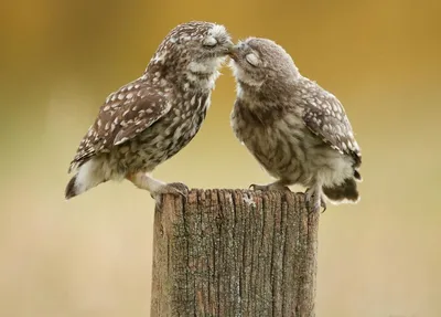 Любовь и нежность на четырех лапах: милые \"семейные\" фото животных -  Отношения