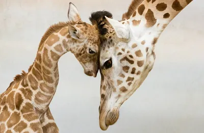 Любовь животных на картинках