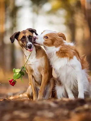 Животные, собака, кошка, язык, поцелуй, дружба, любовь | Flickr