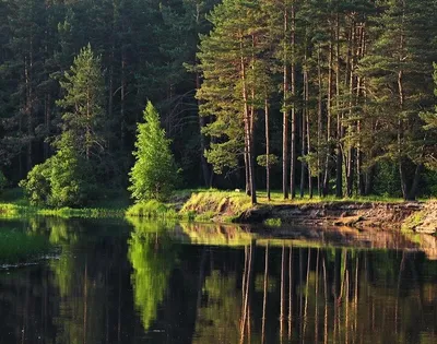 Любовь к природе – начало любви к Родине» — создано в Шедевруме