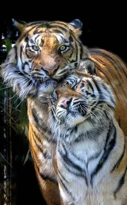 Тигриная любовь) | Пикабу