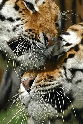 Tiger Romance | Tiger love, Beautiful cats, Wild cats