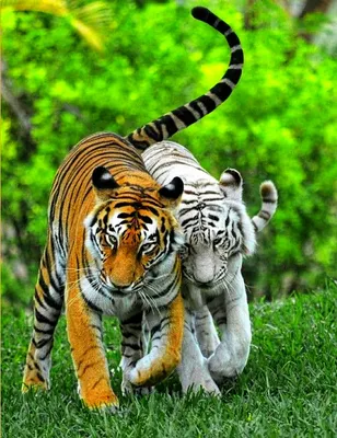 Скачать обои тигр, хищник, любовь, пара, дикая кошка разрешение 1920x1200  #8322
