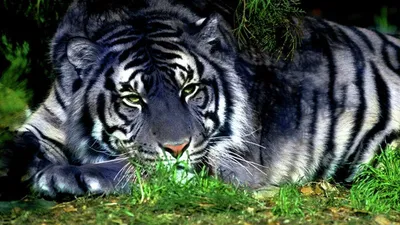 Флизелиновые фотообои про любовь 3д животные 520x318 см Два тигра на черном  фоне (10173VEXXXXXL) +клей купить по цене 3200,00 грн