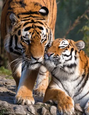 Любовь Тигров Фото – Telegraph