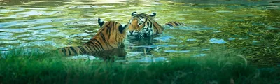 Тигры Показывающие Любовь — стоковые фотографии и другие картинки Тигр -  Тигр, Суматранский тигр, Африка - iStock