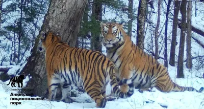 Тигр и собака в природе - 74 фото