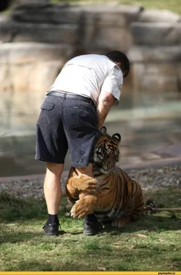 Амурские тигры: любовь и дети | Московский Зоопарк | Дзен