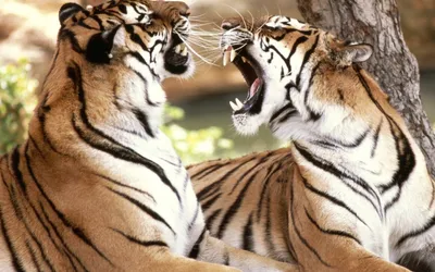 Фотообои Любовь тигров», (арт. 7919) - купить в интернет-магазине Chameleon