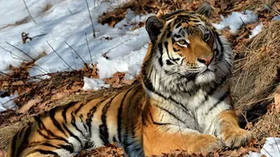 Сибирские тигры делают любовь в снежном Glade Китай Harbin Провинция  Mudanjiang Парк Hengdaohezi Стоковое Фото - изображение насчитывающей  трудно, задвижки: 137138282