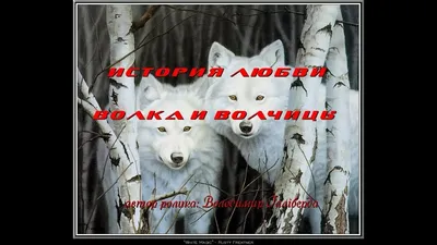 любовь волка!!! | ВКонтакте