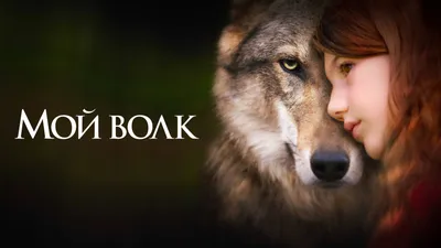Верность волка волчице - красивые фото