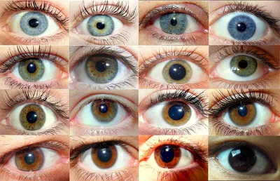 Почему у людей разный цвет глаз: причины | by Wake Up! | Medium