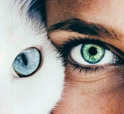 Что может рассказать о человеке его цвет глаз | ВКонтакте