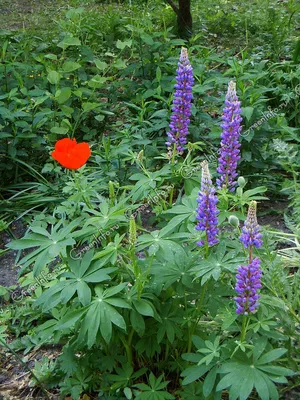 Люпин многолистный (Растения Тюменского района и Тюмени. Часть 2.) ·  iNaturalist