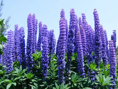 Люпин многолистный (Lupinus polyphyllus)