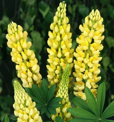 Lupinus polyphyllus Lindl. - Люпин многолистный - Полярно-альпийский  ботанический сад-институт им. Н.А. Аврорина