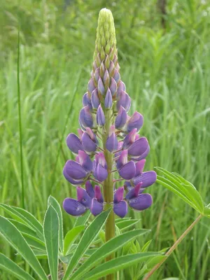 Люпин многолистный (Lupinus polyphyllus Lindl.)