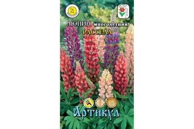 Люпин многолистный (Lupinus polyphyllus)