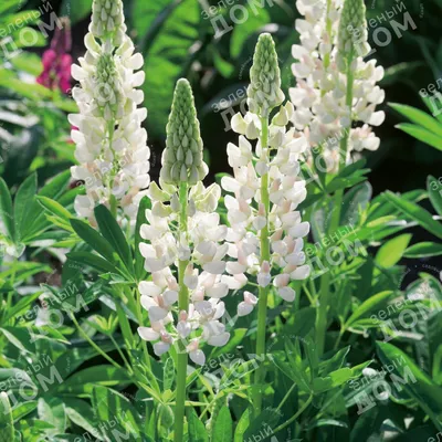 Фотография Люпин многолистный (Lupinus polyphyllus) Июньские цветы и травы.  Ивановская область | Фотобанк ГеоФото/GeoPhoto | GetImages Group