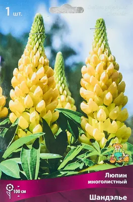 Люпин многолистный (Lupinus polyphyllus)