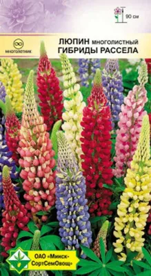 Люпин многолистный (Lupinus polyphyllus)